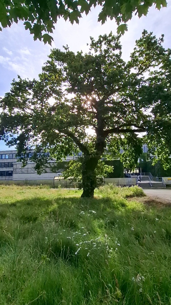 photo de l'arbre