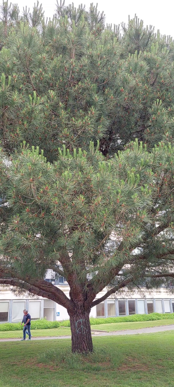 photo de l'arbre