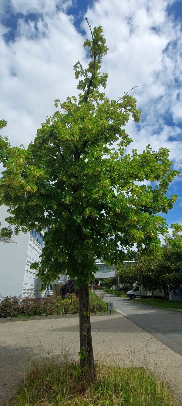 photo de l'arbre