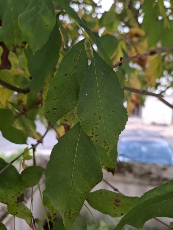 photo de l'arbre