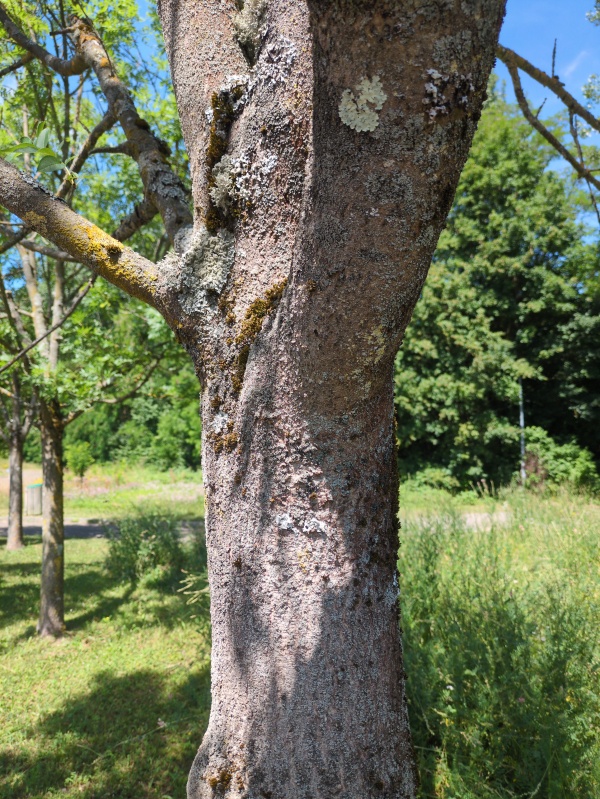 photo de l'arbre