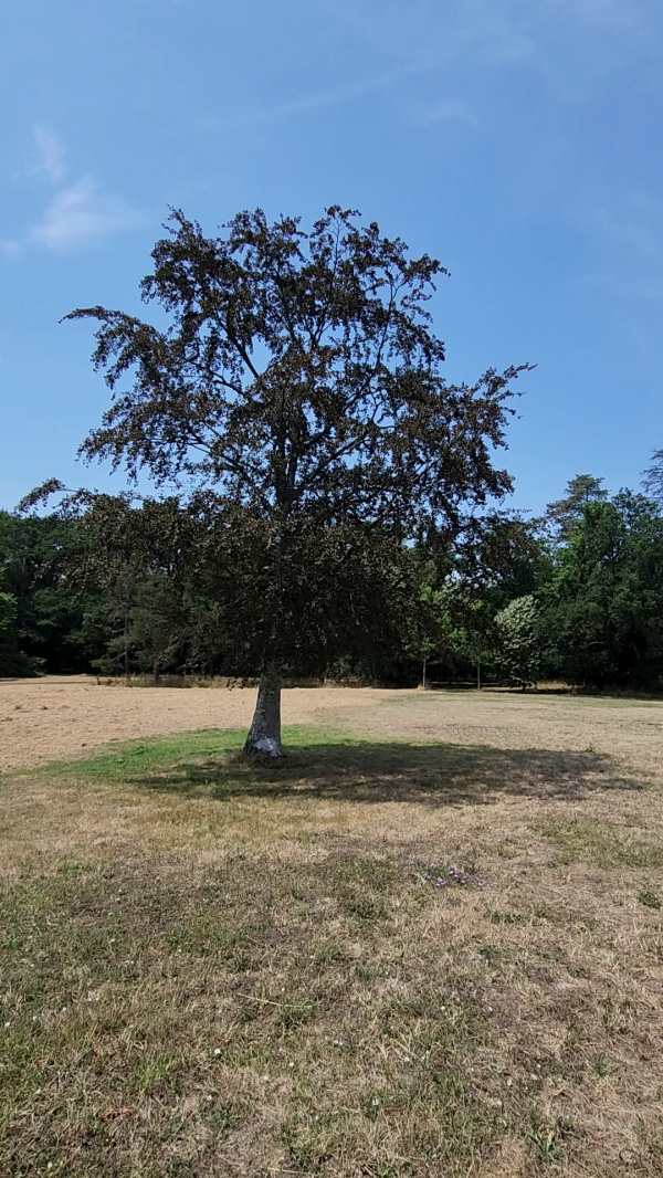 photo de l'arbre