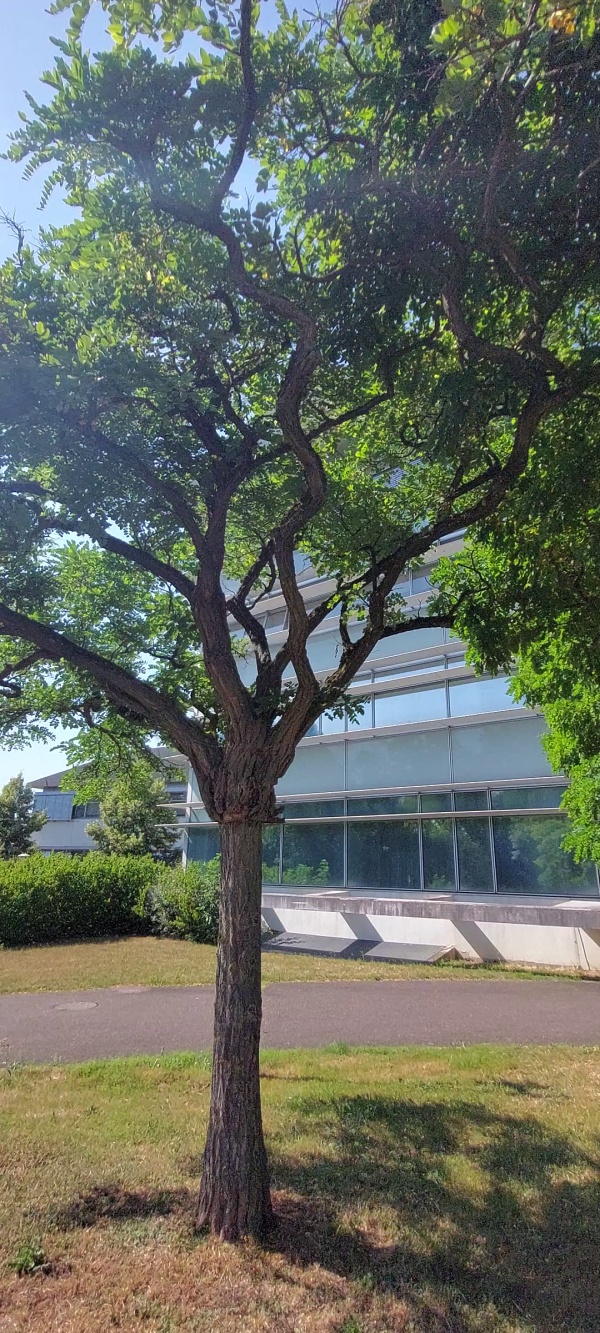 photo de l'arbre