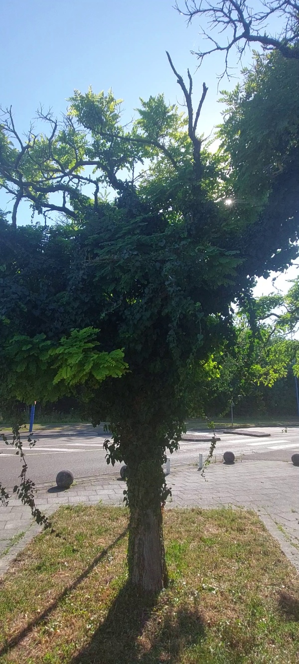 photo de l'arbre