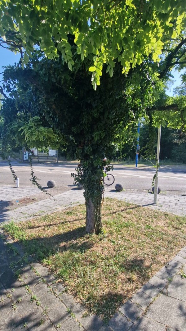 photo de l'arbre