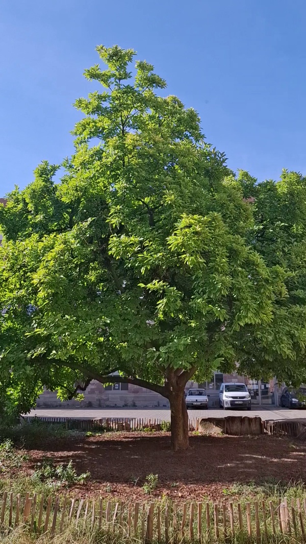 photo de l'arbre