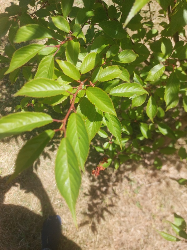 photo de l'arbre