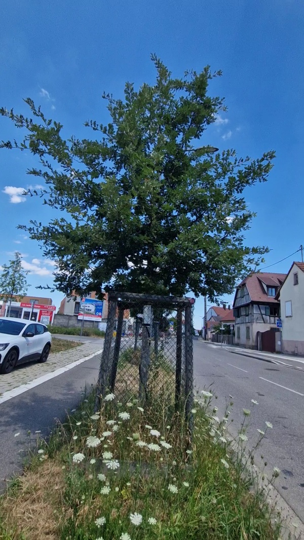 photo de l'arbre