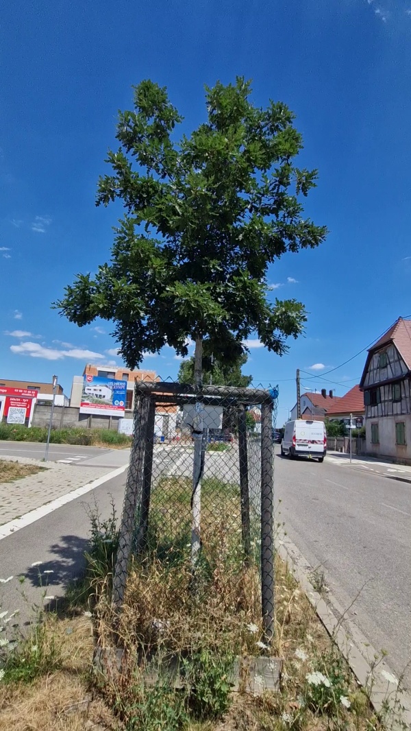 photo de l'arbre
