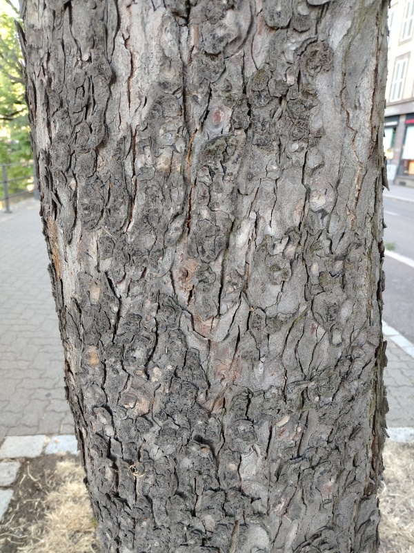 photo de l'arbre