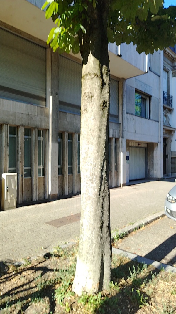 photo de l'arbre
