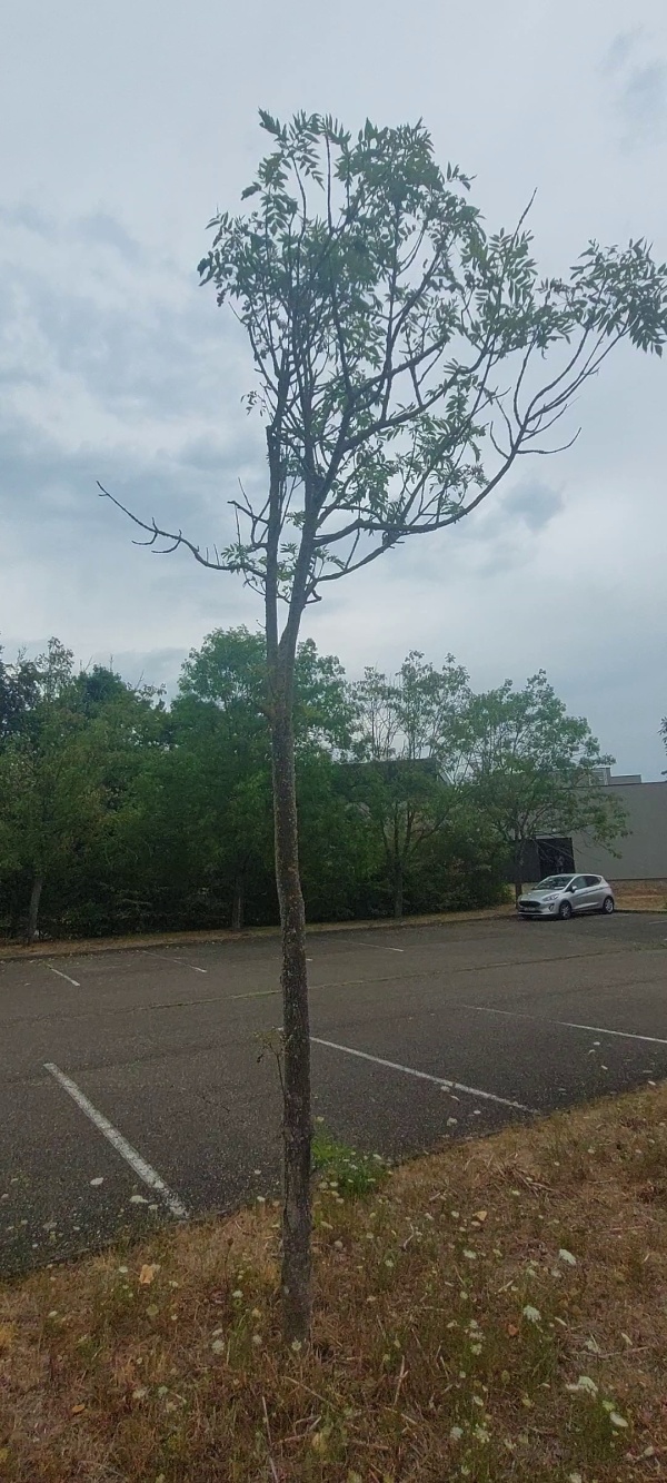 photo de l'arbre