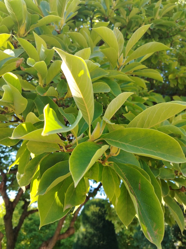 photo de l'arbre