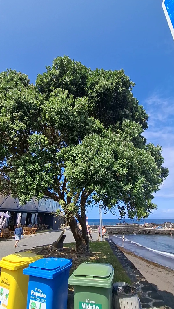 photo de l'arbre