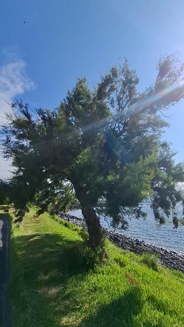 photo de l'arbre