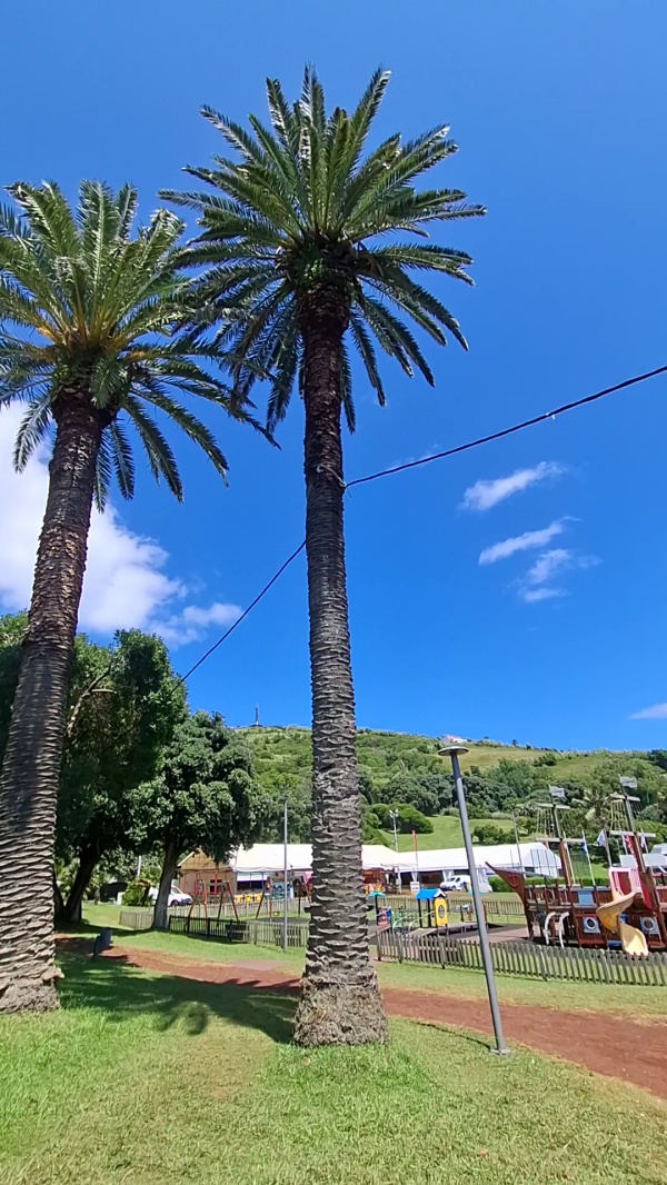 photo de l'arbre