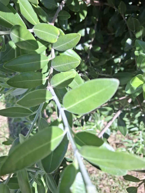 photo de l'arbre