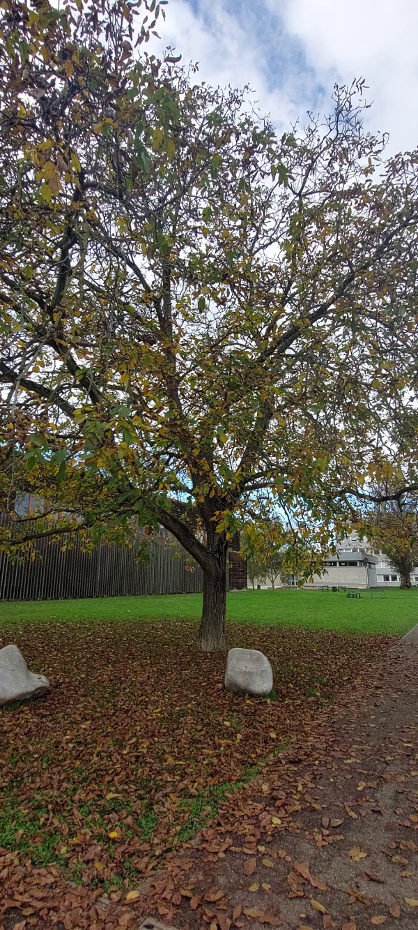 photo de l'arbre