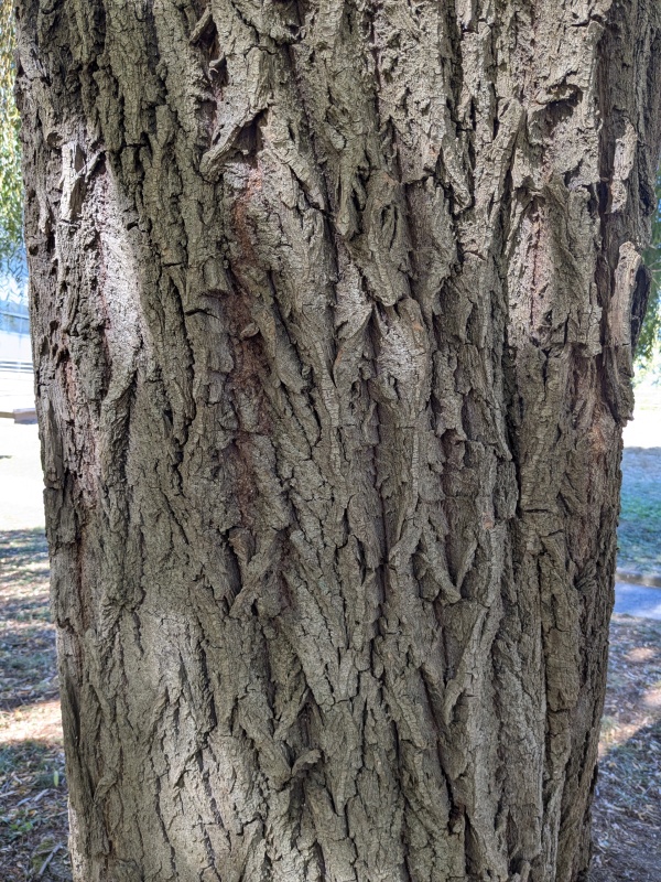 photo de l'arbre