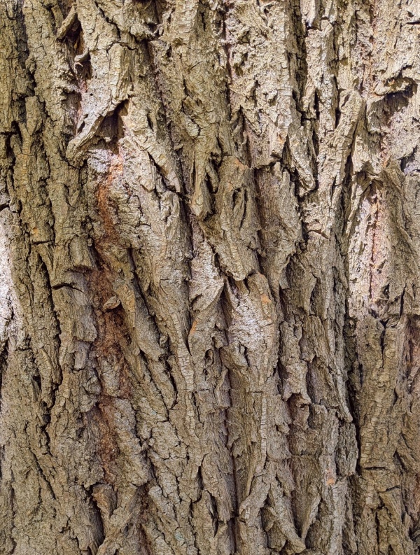 photo de l'arbre