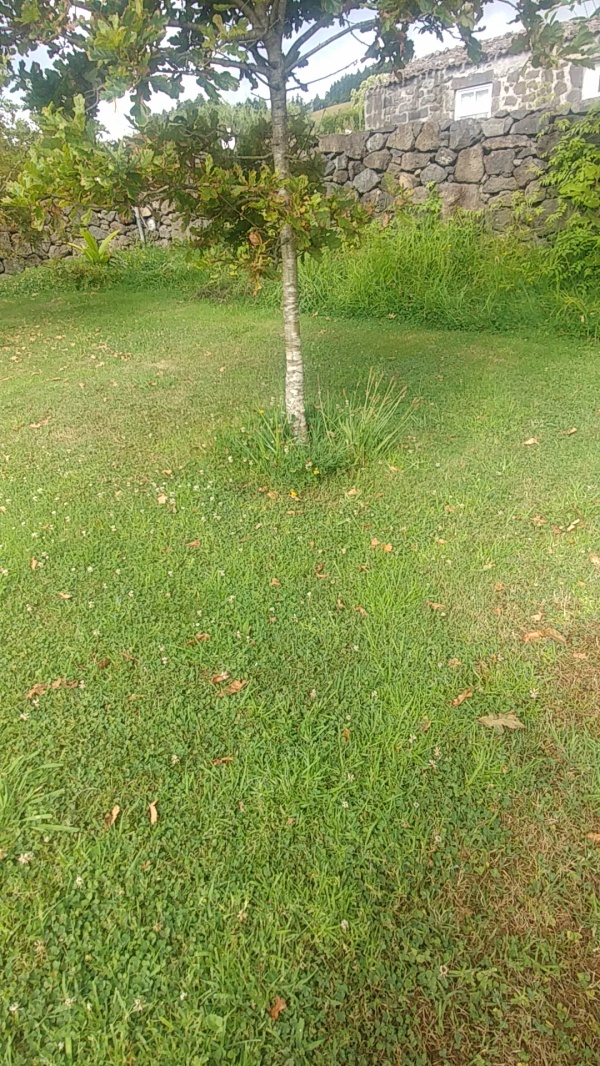 photo de l'arbre