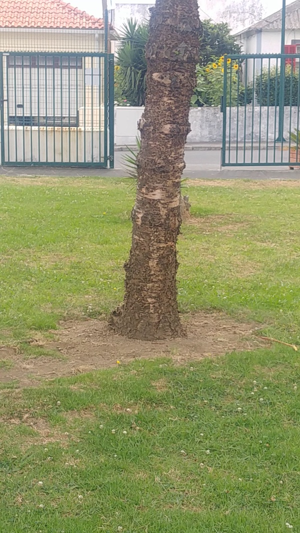 photo de l'arbre