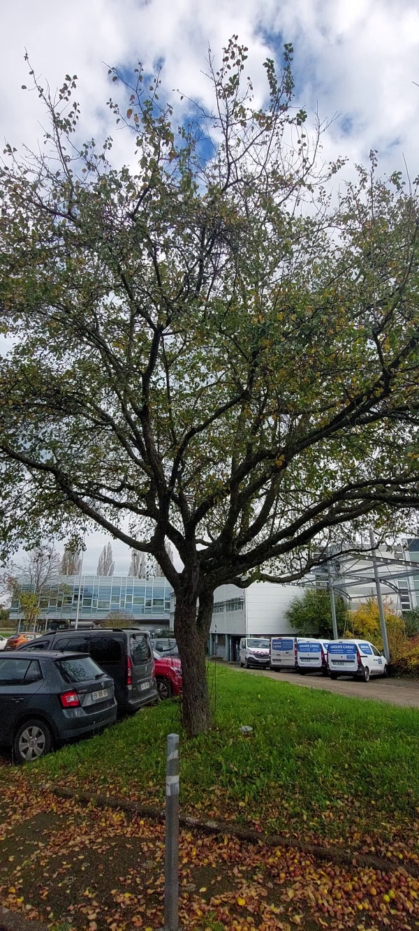 photo de l'arbre