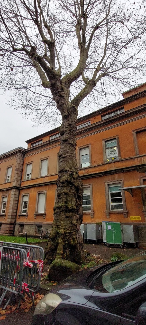 photo de l'arbre