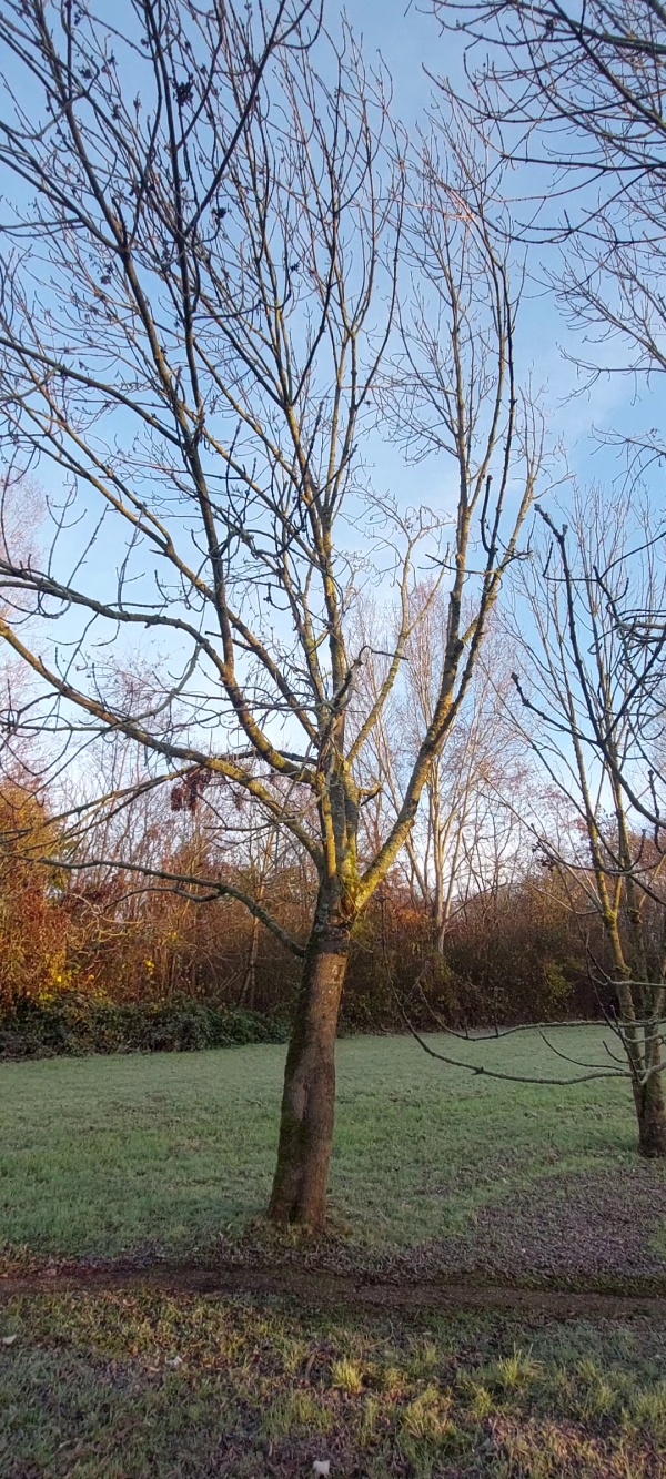 photo de l'arbre