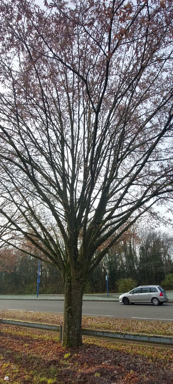 photo de l'arbre