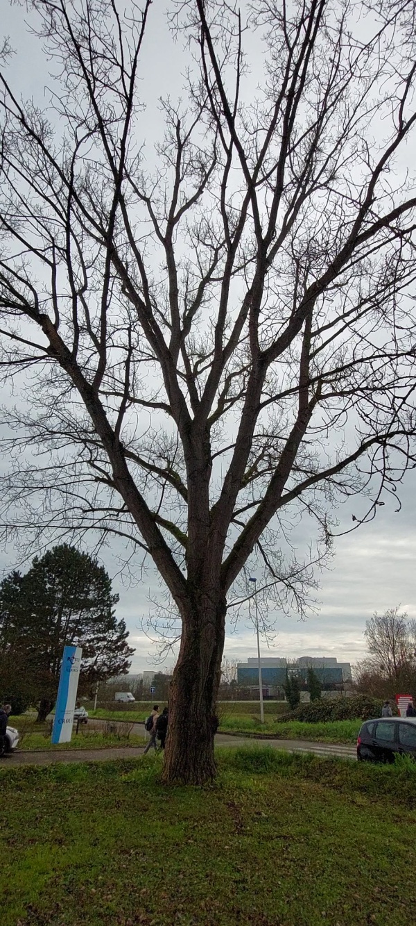 photo de l'arbre